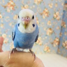 最新画像🌟ん~~かわいい❤︎ฅ́˘ฅ̀ 手乗りセキセイインコ(ブルーオパーリン)🩵🩵