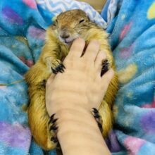 動画あり☆　最新画像・なでなで動画あります☆激レア激カワ‼️甘えん坊な元気っコ☆プレーリードッグの男の子！