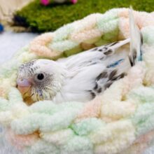 ❄️垂り雪❄️から広がる雪月花🌼🌸🪻　セキセイインコ　白ハルクイン