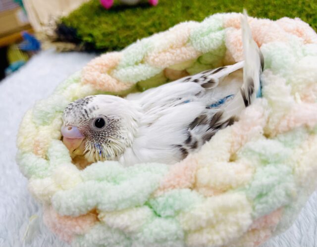 ❄️垂り雪❄️から広がる雪月花🌼🌸🪻　セキセイインコ　白ハルクイン