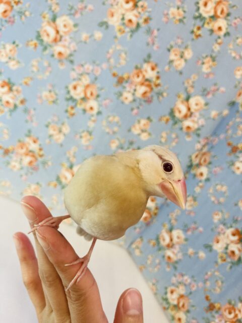 桜文鳥　/ シナモン文鳥