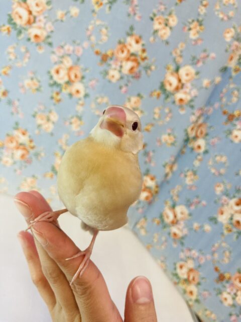 桜文鳥　/ シナモン文鳥