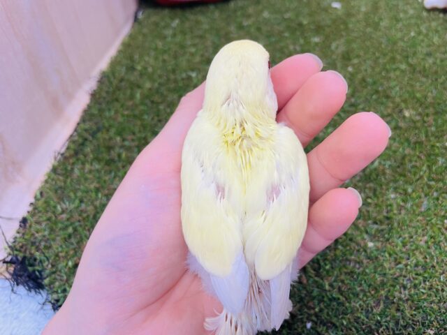 コザクラインコ（小桜インコ）