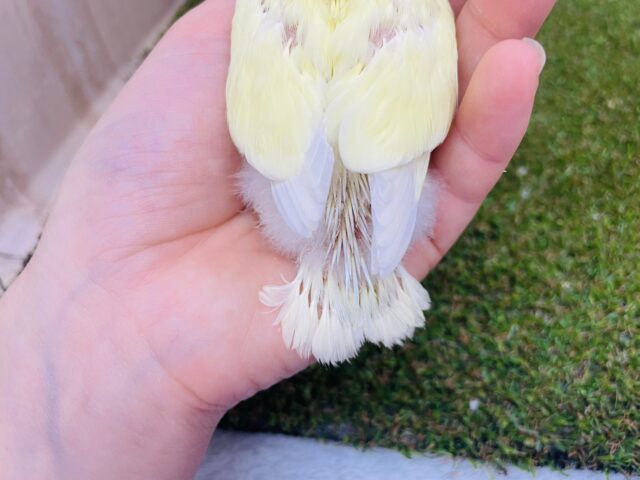 コザクラインコ（小桜インコ）