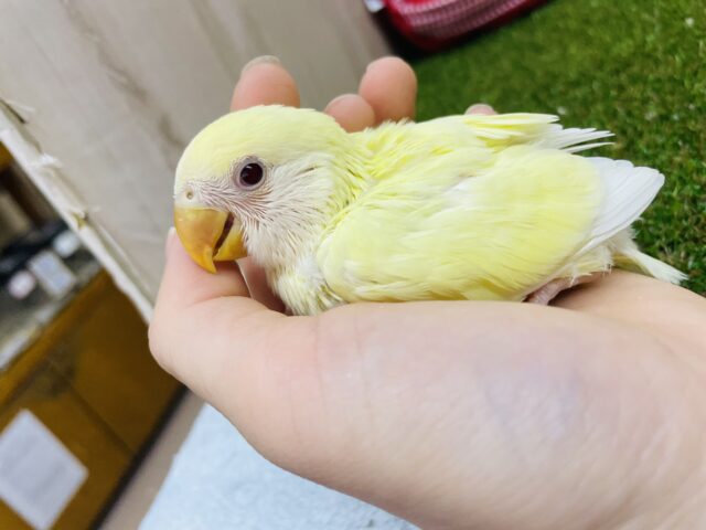 コザクラインコ（小桜インコ）