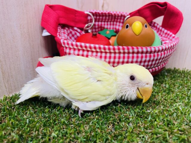 コザクラインコ（小桜インコ）