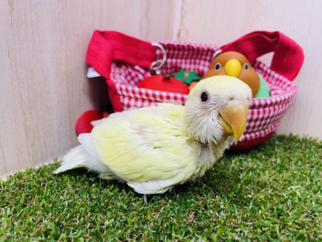 コザクラインコ（小桜インコ）