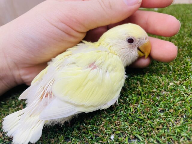 コザクラインコ（小桜インコ）