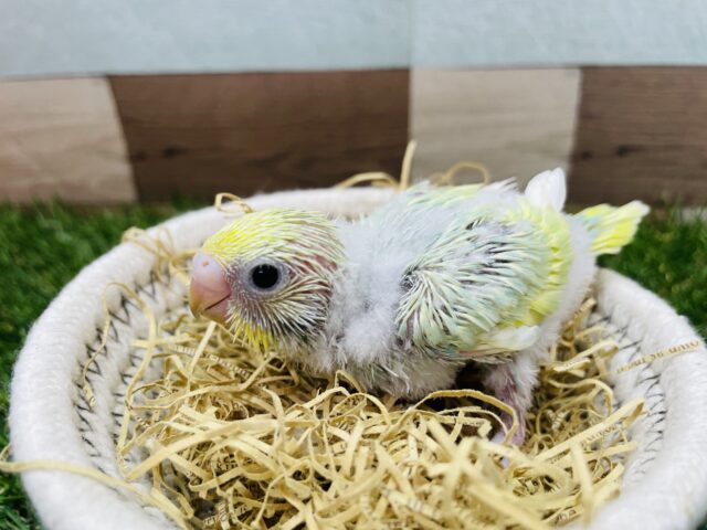 セキセイインコ