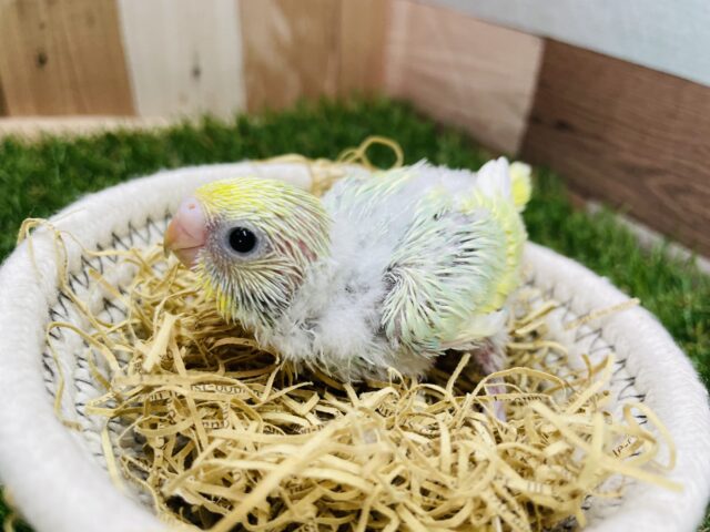 セキセイインコ