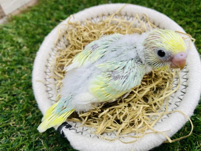 セキセイインコ