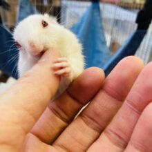 慣れ慣れです🫶🏻✨初入舎の❢❢アルビノシマリスさんです🐿️❤︎