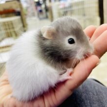 プラス➕➕➕1パーセントも届けたいっっっ　セーブルバンデットハムスター　女の子　