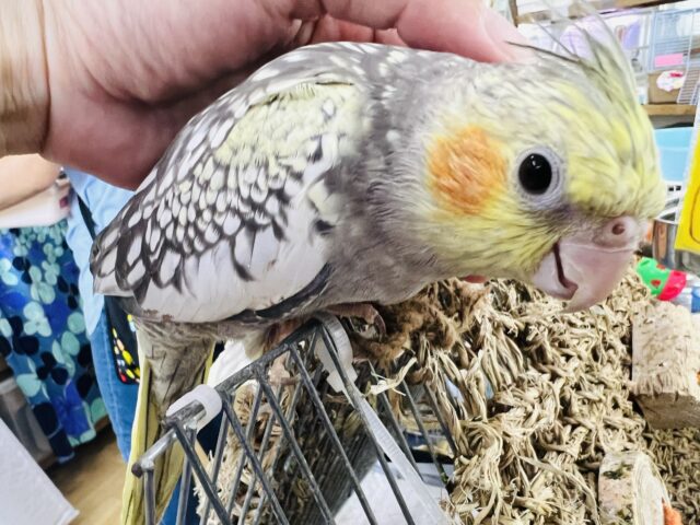 オカメインコ