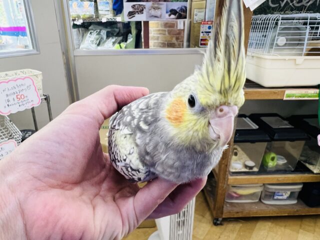 オカメインコ