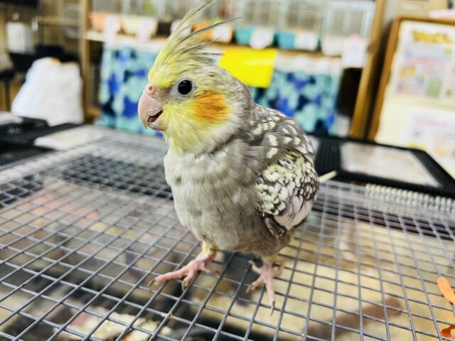 ぽてっと♡安定感抜群！オカメインコ（パール）