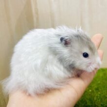最新画像になります💫ちょびレア💎👼明るめグレー🩶これぞ運命🩶憧れロマンチック🩶　セーブルハムスター　バンデット　男の子