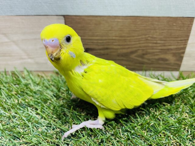 優しい色合いの美しい子🤩セキセイインコのスパングル！！