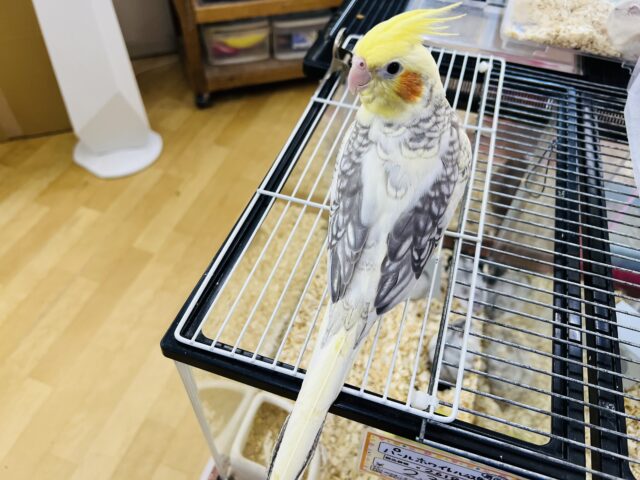 オカメインコ