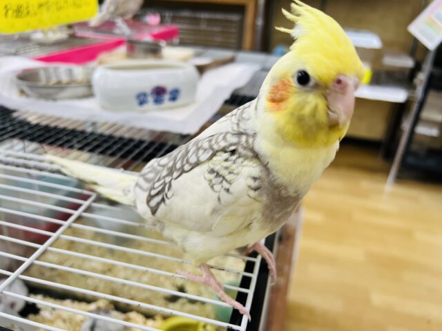 オカメインコ