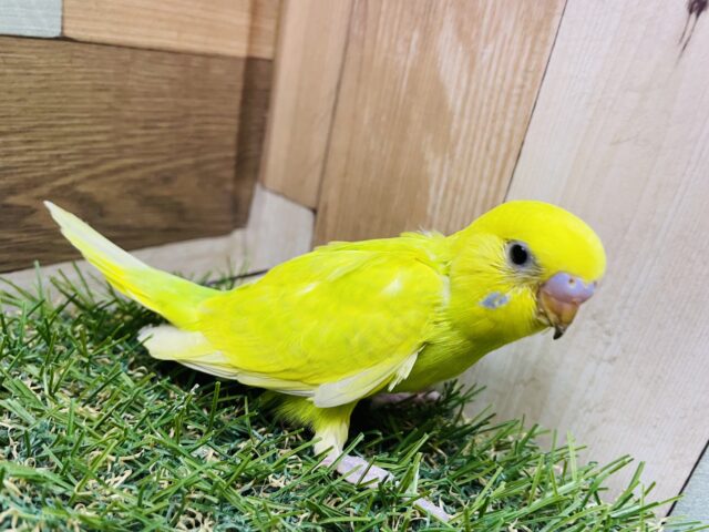 セキセイインコ