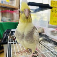 甘えん坊さんになったよ♡オカメインコのパールパイド)入荷しました❤