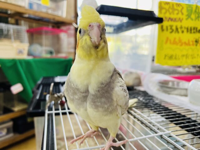 甘えん坊さんになったよ♡オカメインコのパールパイド)入荷しました❤