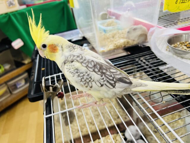 オカメインコ