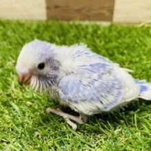 ブルーとホワイトの青空カラー🩵セキセイインコのスパングル！！