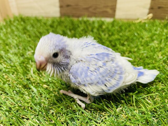 ブルーとホワイトの青空カラー🩵セキセイインコのスパングル！！