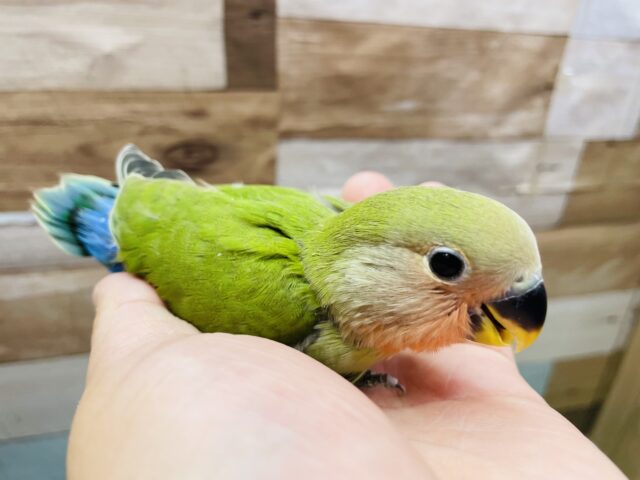 コザクラインコ（小桜インコ）