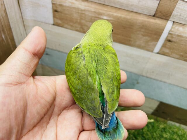 コザクラインコ（小桜インコ）