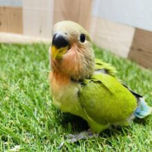 最新画像あります✨まん丸おめめのマジキャワ1000%💕コザクラインコのノーマル！！