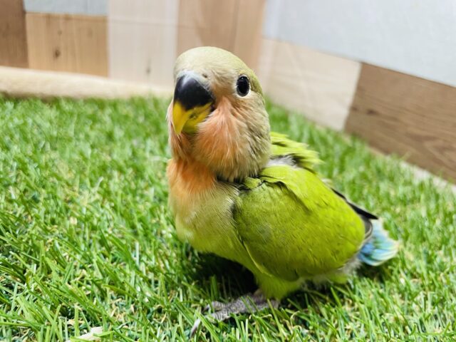 最新画像あります✨まん丸おめめのマジキャワ1000%💕コザクラインコのノーマル！！