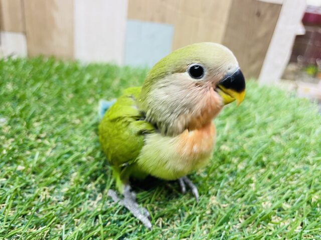 コザクラインコ（小桜インコ）