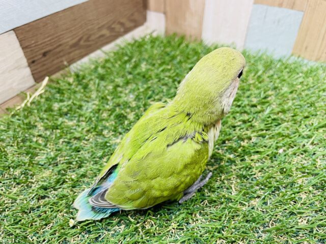 コザクラインコ（小桜インコ）