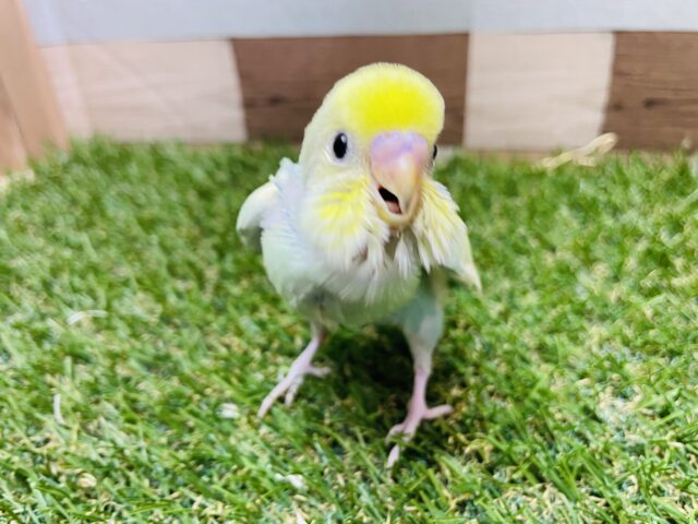 セキセイインコ