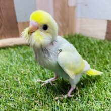 最新画像あります☺️淡いお色が人気の美カラーちゃん✨セキセイインコのパステルカラーレインボー！！