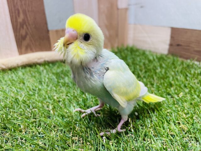 セキセイインコ