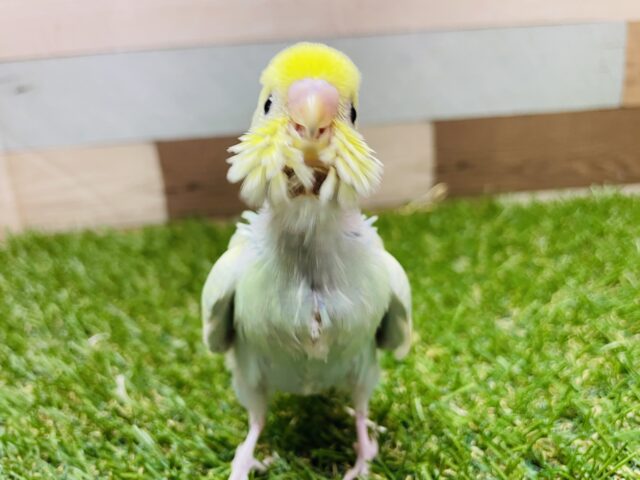 セキセイインコ