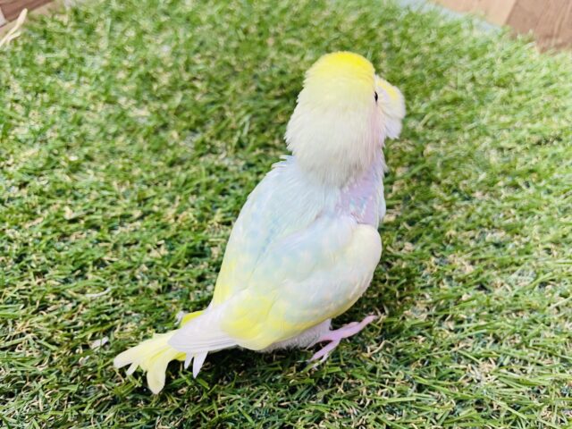 セキセイインコ