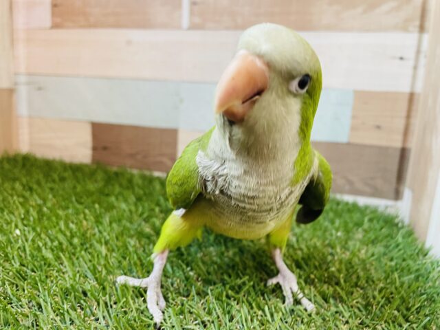 オキナインコ