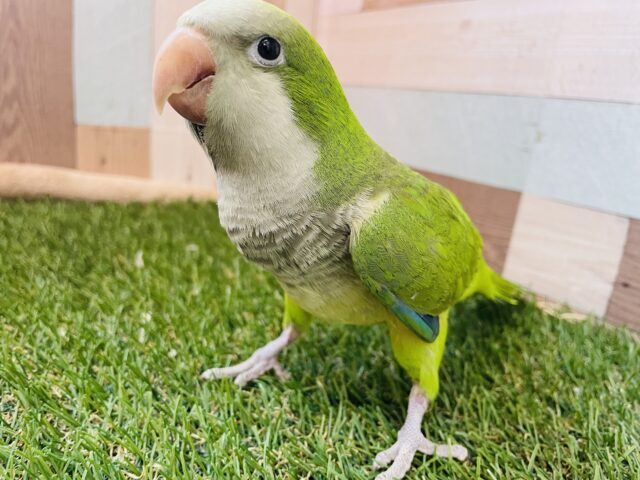 オキナインコ