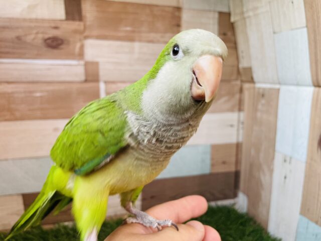 オキナインコ