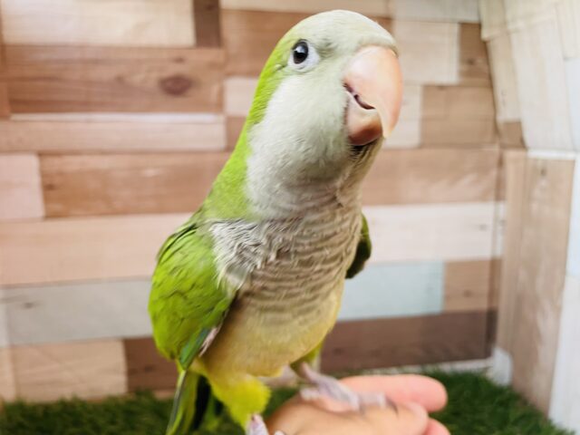 遊ぶの大好きなまんまるボディ☆オキナインコのグリーン！！