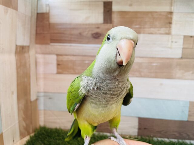 オキナインコ