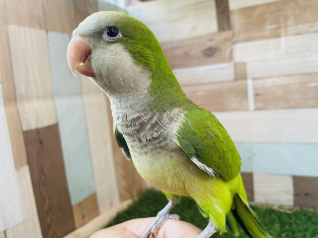 オキナインコ