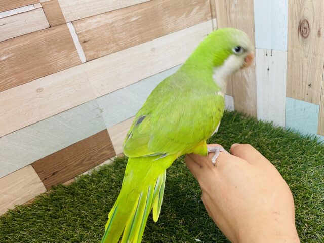 オキナインコ