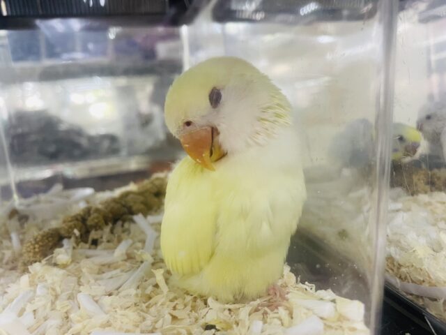 コザクラインコ（小桜インコ）