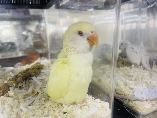 コザクラインコ（小桜インコ）